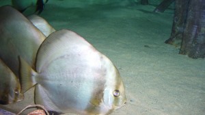 Anvers_10_Février07