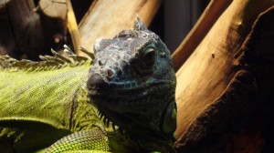 Je suis revenu le voir deux fois celui-là, il était pas loin l'iguane...