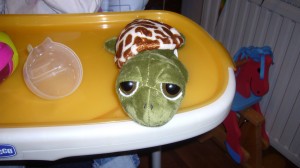Ma nouvelle copine: la tortue...