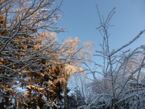 Effets du soleil sur les arbres du jardin