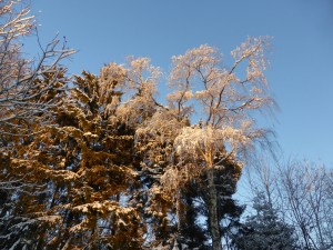 Effet de soleil sur les arbres du jardin