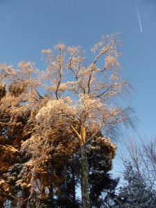 Effet du soleil sur les arbres du jardin