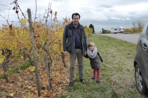 Dans les vignes (y a encore du raison dessus pour les vendanges tardives)