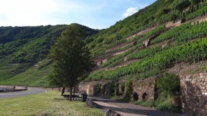 Des vignes partout !