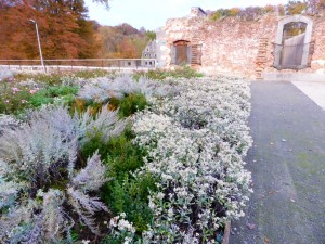 Une partie du jardin de la pharmacie. Ce lieu est totalement invisible de la route !